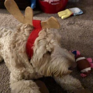 Meet your Posher, Crystal